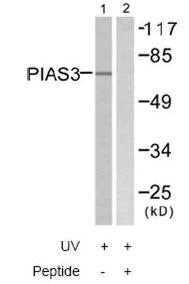 Western blot - Anti-PIAS3 antibody (AB58406)