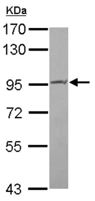 Western blot - Anti-PIBF antibody (AB151491)
