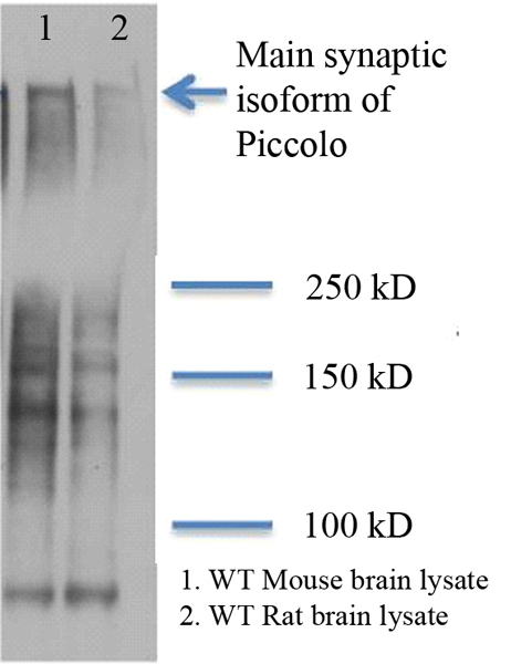 Western blot - Anti-Piccolo antibody [6H9-B6] (AB101654)