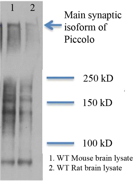 Western blot - Anti-Piccolo antibody [6H9-B6] (AB101654)