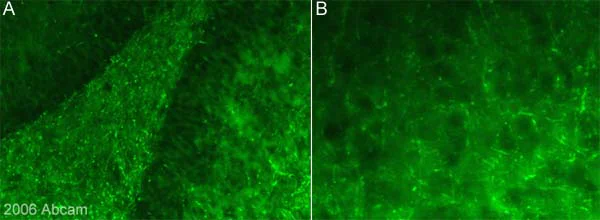 Immunohistochemistry (PFA fixed) - Anti-Piccolo antibody (AB20664)