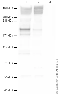 Western blot - Anti-Piccolo antibody (AB20664)