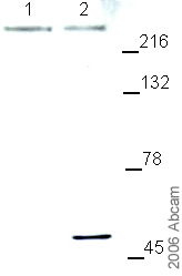 Anti-Piccolo antibody