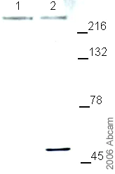 Western blot - Anti-Piccolo antibody (AB20664)