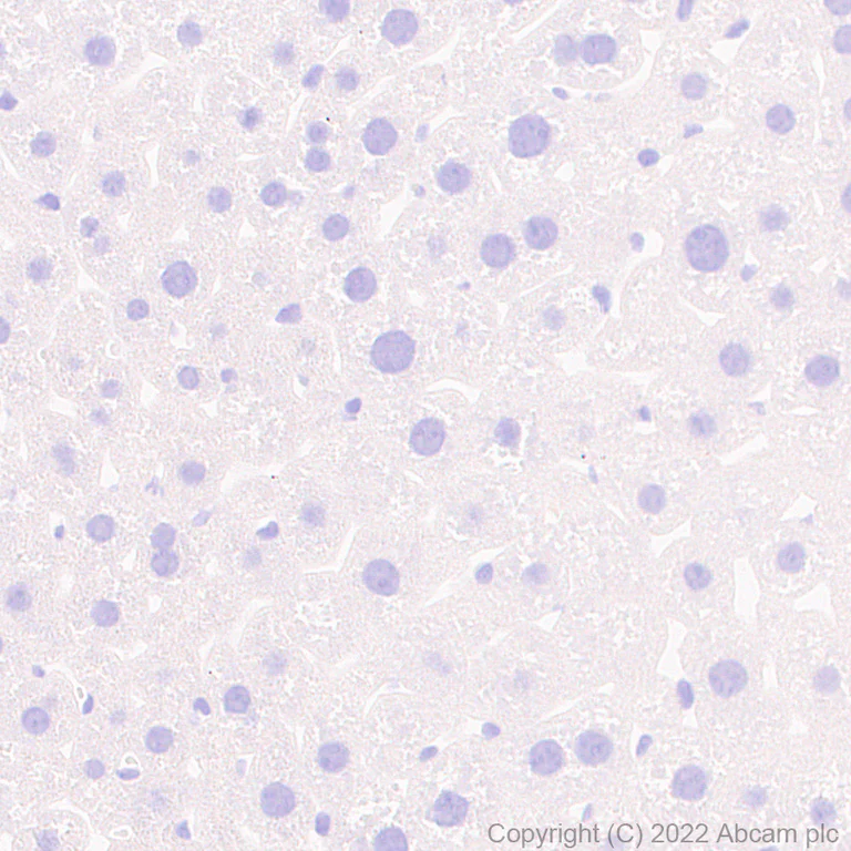 Immunohistochemistry (Formalin/PFA-fixed paraffin-embedded sections) - Anti-Piccolo antibody [EPR26840-80] - BSA and Azide free (AB307657)