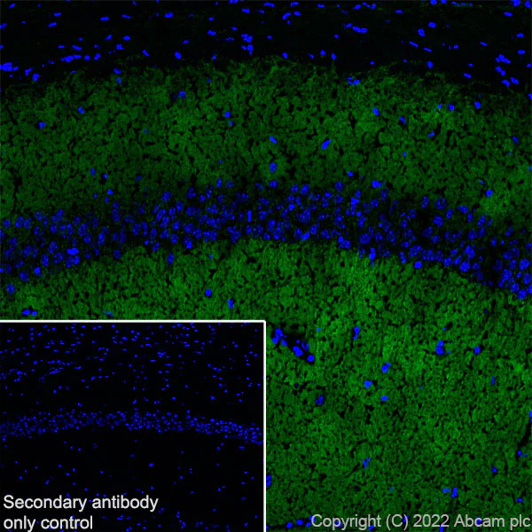 Immunohistochemistry (Frozen sections) - Anti-Piccolo antibody [EPR26840-80] - BSA and Azide free (AB307657)