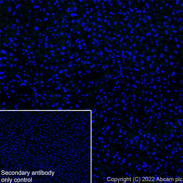 Immunohistochemistry (Frozen sections) - Anti-Piccolo antibody [EPR26840-80] - BSA and Azide free (ab307657), expandable thumbnail