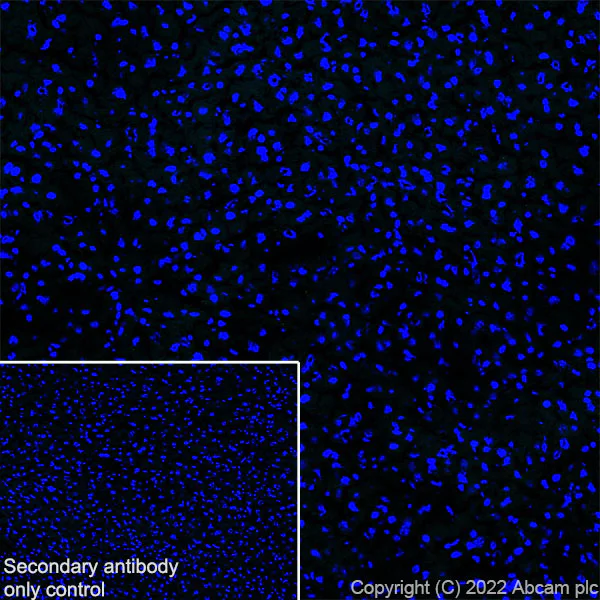 Immunohistochemistry (Frozen sections) - Anti-Piccolo antibody [EPR26840-80] - BSA and Azide free (AB307657)