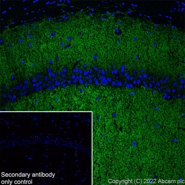 Immunohistochemistry (Frozen sections) - Anti-Piccolo antibody [EPR26840-80] - BSA and Azide free (AB307657)