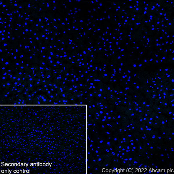 Immunohistochemistry (Frozen sections) - Anti-Piccolo antibody [EPR26840-80] - BSA and Azide free (ab307657), expandable thumbnail