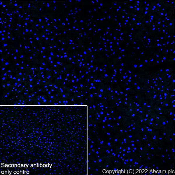 Immunohistochemistry (Frozen sections) - Anti-Piccolo antibody [EPR26840-80] - BSA and Azide free (AB307657)