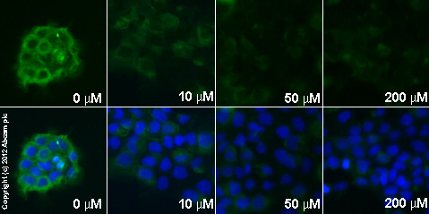 Functional Studies - Piceatannol, Syk tyrosine kinase inhibitor (AB120722), expandable thumbnail