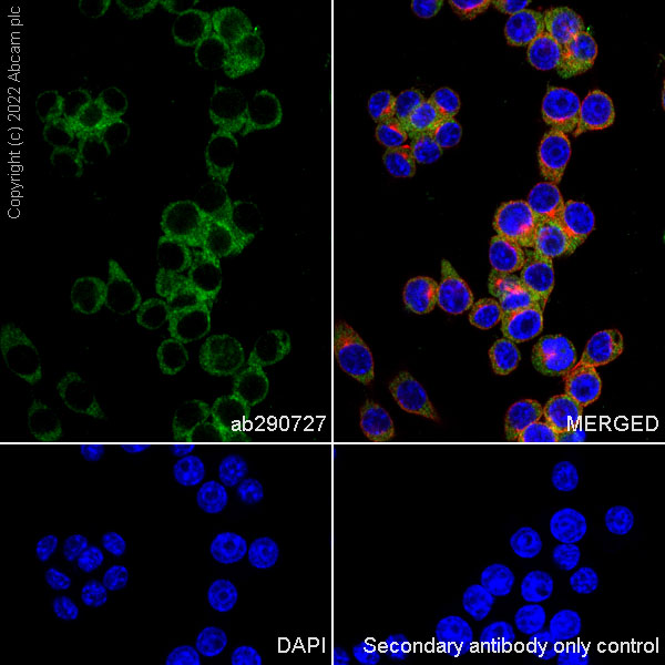 Immunocytochemistry/ Immunofluorescence - Anti-PICK1 antibody [EPR25155-48] (AB290727), expandable thumbnail