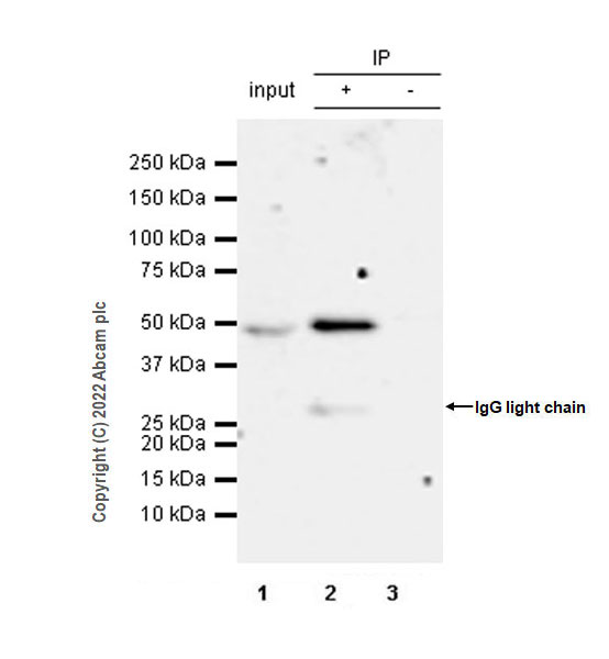 Immunoprecipitation - Anti-PICK1 antibody [EPR25155-48] (AB290727), expandable thumbnail