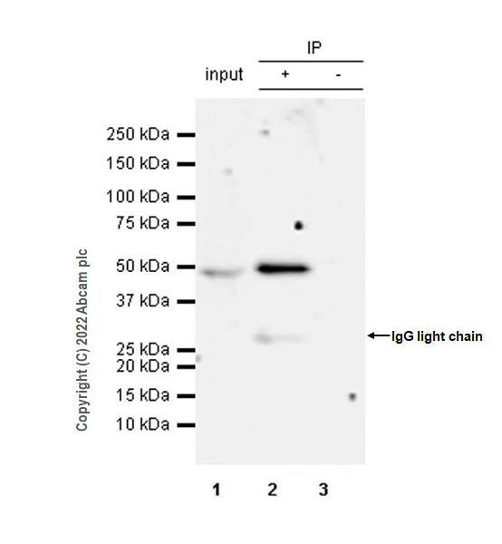 Immunoprecipitation - Anti-PICK1 antibody [EPR25155-48] (AB290727)