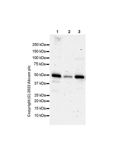 Western blot - Anti-PICK1 antibody [EPR25155-48] (AB290727), expandable thumbnail