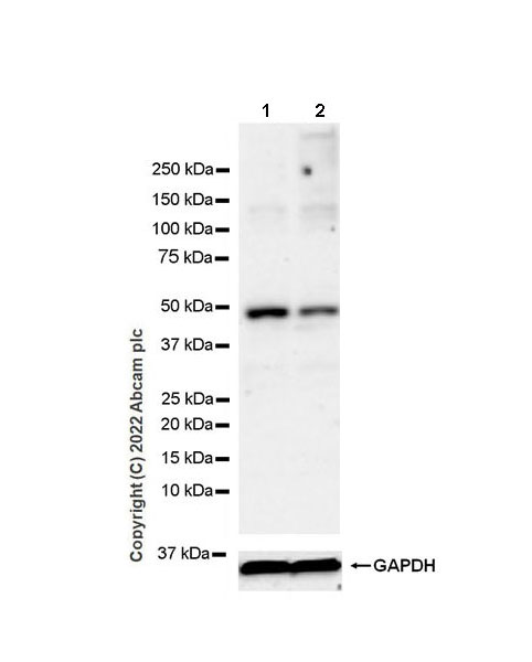 Western blot - Anti-PICK1 antibody [EPR25155-48] (AB290727), expandable thumbnail