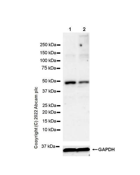 Western blot - Anti-PICK1 antibody [EPR25155-48] (AB290727)