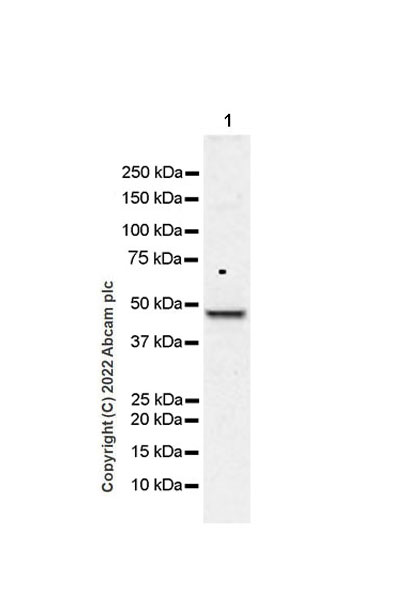 Western blot - Anti-PICK1 antibody [EPR25155-48] (AB290727), expandable thumbnail