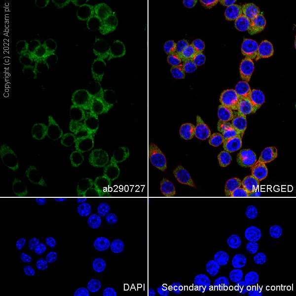 Immunocytochemistry/ Immunofluorescence - Anti-PICK1 antibody [EPR25155-48] - BSA and Azide free (AB290742)