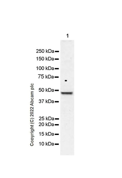 Western blot - Anti-PICK1 antibody [EPR25155-48] - BSA and Azide free (AB290742)
