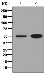 Western blot - Anti-PICK1 antibody [EPR4130(3)] - BSA and Azide free (AB248652)