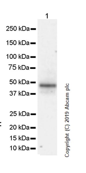 Western blot - Anti-PICK1 antibody [L20/8] (AB252543)