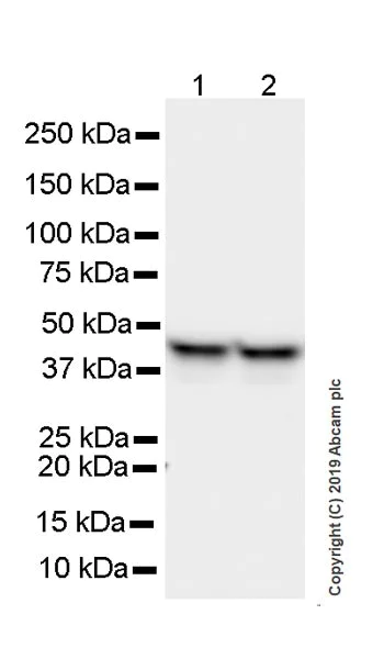 Western blot - Anti-PICK1 antibody [L20/8] (AB252543)