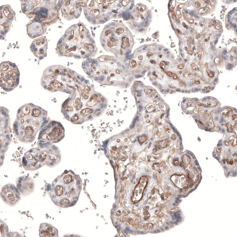Immunohistochemistry (Formalin/PFA-fixed paraffin-embedded sections) - Anti-PIEZO1 Antibody [CL9714] (AB327129)