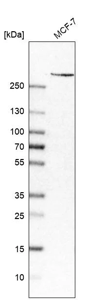 Western blot - Anti-PIEZO1 Antibody [CL9714] (AB327129)