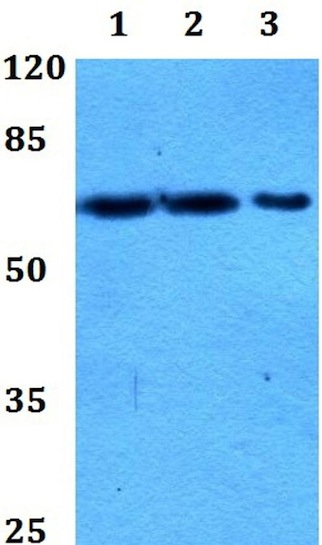 Western blot - Anti-PIF1 antibody (AB192369)