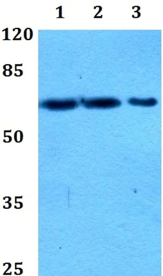 Western blot - Anti-PIF1 antibody (AB192369)