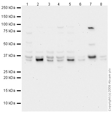 Western blot - Anti-PIG3 antibody (AB64798)