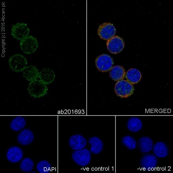 Immunocytochemistry/ Immunofluorescence - Anti-PIGK antibody [EPR17843] (AB201693)