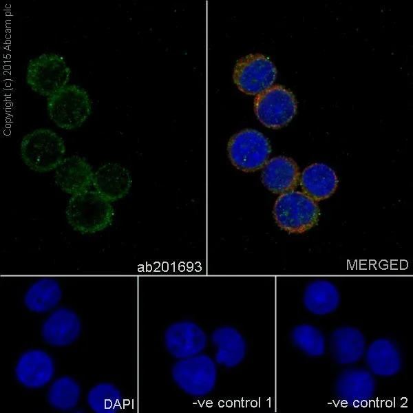 Immunocytochemistry/ Immunofluorescence - Anti-PIGK antibody [EPR17843] (AB201693)