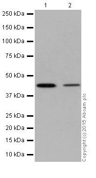 Western blot - Anti-PIGK antibody [EPR17843] (AB201693)