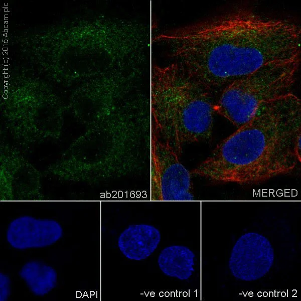 Immunocytochemistry/ Immunofluorescence - Anti-PIGK antibody [EPR17843] - BSA and Azide free (AB251354)