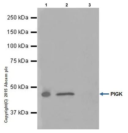 Immunoprecipitation - Anti-PIGK antibody [EPR17843] - BSA and Azide free (AB251354)