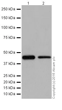 Western blot - Anti-PIGK antibody [EPR17843] - BSA and Azide free (AB251354)