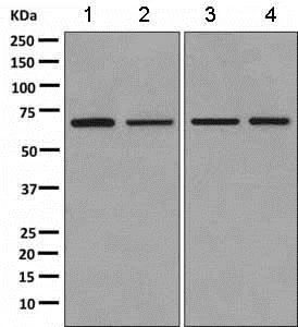 Western blot - Anti-PIGS antibody [EPR11275(B)] - BSA and Azide free (AB249313)