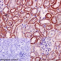 Immunohistochemistry (Formalin/PFA-fixed paraffin-embedded sections) - Anti-Pigu antibody [EPR16424] - BSA and Azide free (AB251125)
