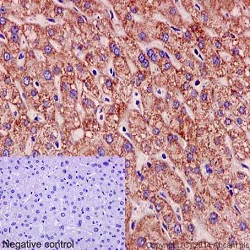Immunohistochemistry (Formalin/PFA-fixed paraffin-embedded sections) - Anti-Pigu antibody [EPR16424] - C-terminal (AB192255)