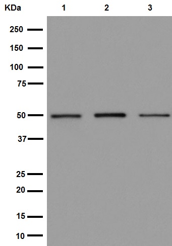 Western blot - Anti-Pigu antibody [EPR16424] - C-terminal (AB192255), expandable thumbnail