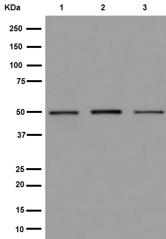 Western blot - Anti-Pigu antibody [EPR16424] - C-terminal (AB192255)