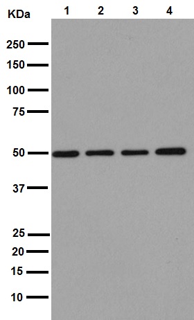 Western blot - Anti-Pigu antibody [EPR16424] - C-terminal (AB192255), expandable thumbnail