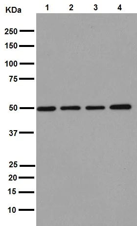 Western blot - Anti-Pigu antibody [EPR16424] - C-terminal (AB192255)