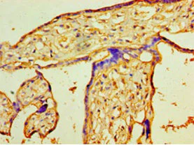 Immunohistochemistry (Formalin/PFA-fixed paraffin-embedded sections) - Anti-PIGX antibody (AB235338)