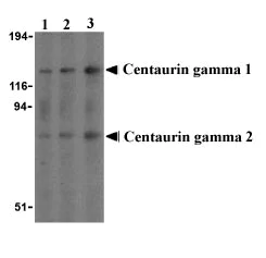 Western blot - Anti-PIKE antibody (AB21271)