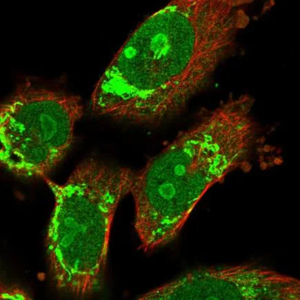 Immunocytochemistry/ Immunofluorescence - Anti-PIKE antibody (AB224118)
