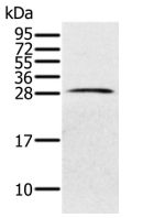 Western blot - Anti-PILRB antibody (AB198267)